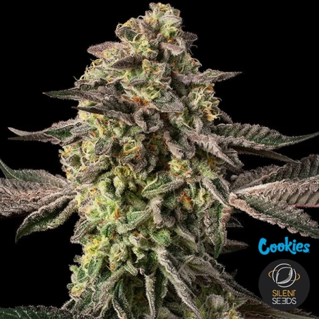 Sugar Rock von Silent Seeds & Cookies | Feminisierter Samen