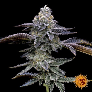 Gas Pack Strains Barney’s Farm Blue Dream