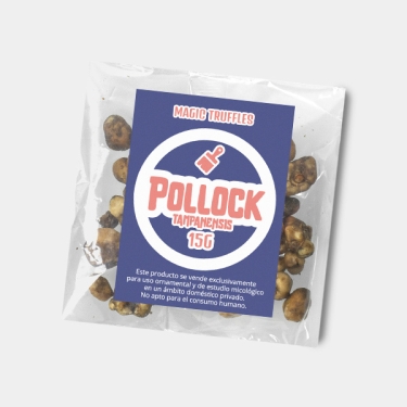 Psilocybe tampanensis Trüffel | Sanfte, ruhige Reise ✈️