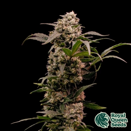 Astro Lemonade F1