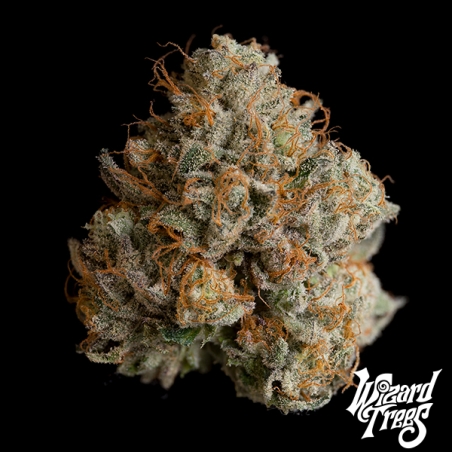 Night Ritual von Wizard Trees