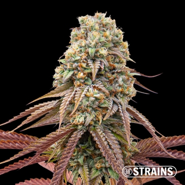 Dulce de Uva Auto: Süße und potente Autoflower von GB Strains