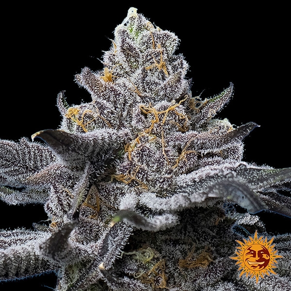 View Feminisierter LFG-Samen von Barney's Farm | Brutale Potenz
