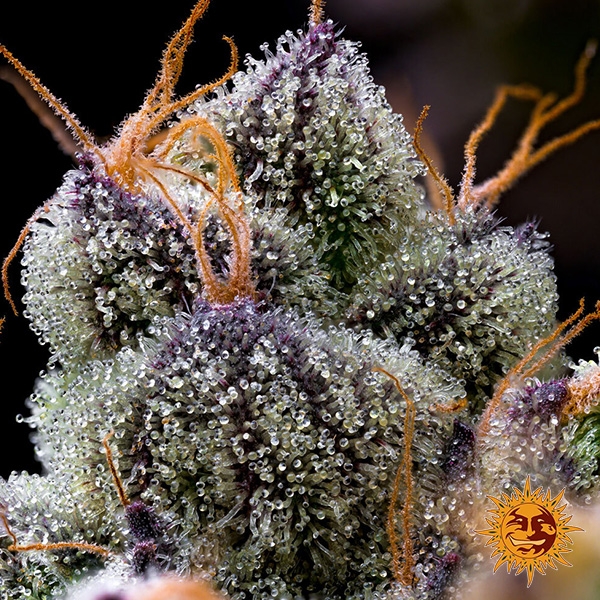 Feminisierter LFG-Samen von Barney's Farm | Brutale Potenz