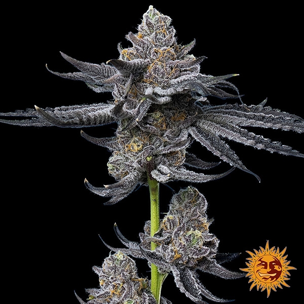 Feminisierter LFG-Samen von Barney's Farm | Brutale Potenz