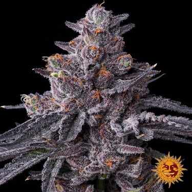 Feminisierte Zillions Samen von Barney’s Farm | Süßigkeiten-Geschmack