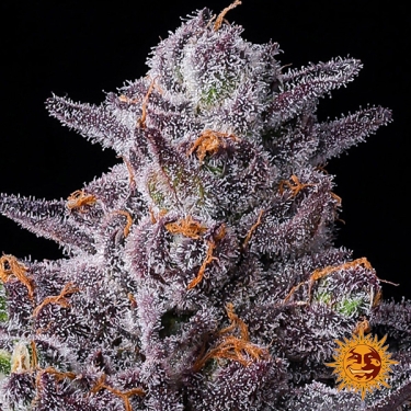 Feminisierte Zillions Samen von Barney’s Farm | Süßigkeiten-Geschmack