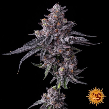 Feminisierte Zillions Samen von Barney’s Farm | Süßigkeiten-Geschmack