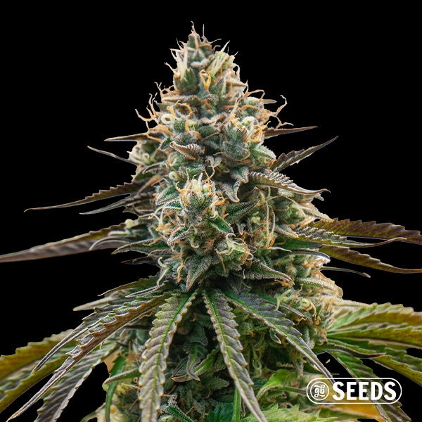 Sicht Auto Orange Mintz