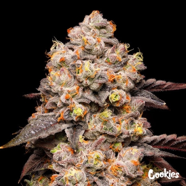 Dried Fruit Cookies Seed Bank