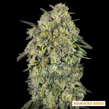 Papaya Triploid von Advanced Seeds
