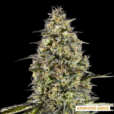 Runtz Triploid von Advanced Seeds