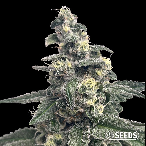 Sicht Blue Monster GB Seeds