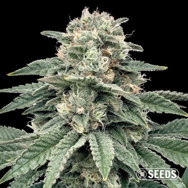 Banana Hammock | Indica-Samen
