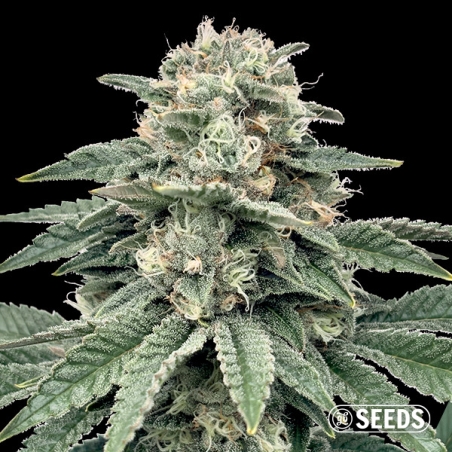 Banana Hammock | Indica-Samen