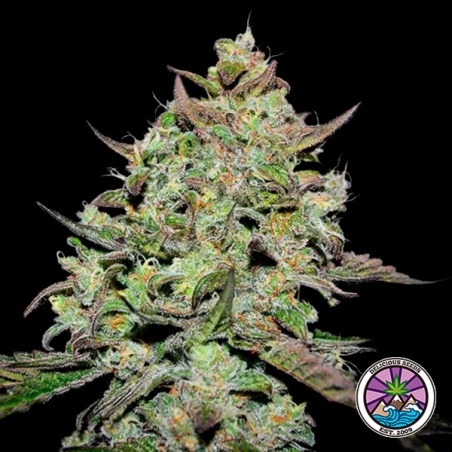 Lemon Gazzy