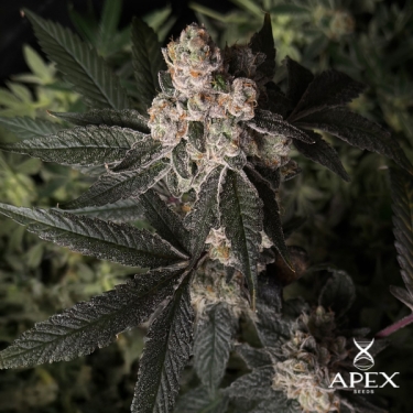Grape Pie von Apex Seeds | Potenz, Geschmack und Harz