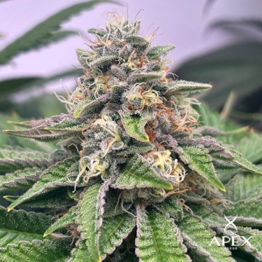 Monchi Gelatto von Apex Seeds | Hoher Ertrag und süßes Profil