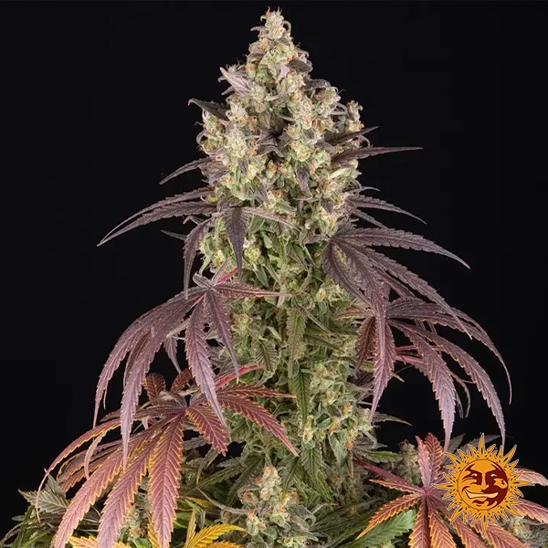 Lemon Cherry Gelato Barneys Farm x Backpack Boyz