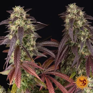 Lemon Cherry Gelato Barneys Farm x Backpack Boyz