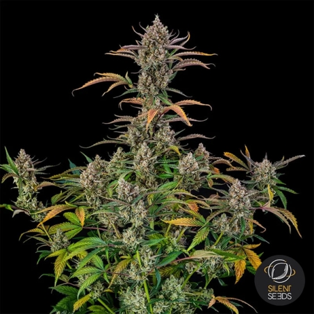 Rainbow Breath Auto | Premium-Autoflower-Samen