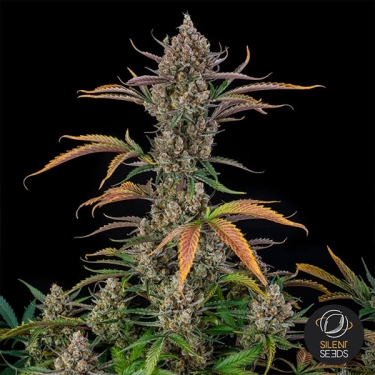 Rainbow Breath Auto | Premium-Autoflower-Samen