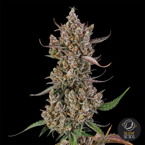 Rainbow Breath Auto | Premium-Autoflower-Samen