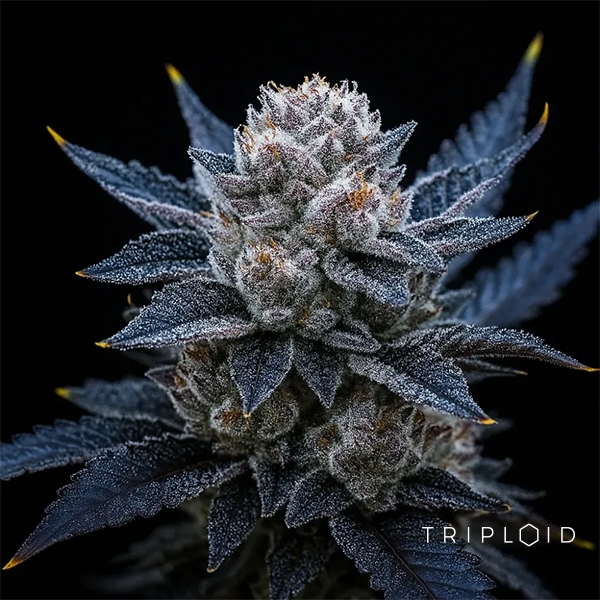 Sicht Guava Ice Cream Triploid | Feminisiertes Saatgut GB