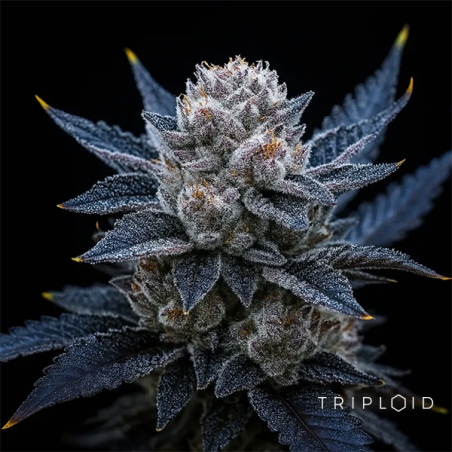 Guaven-Eiscreme Triploid