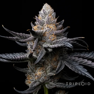 White Diamond Triploide | Feminisiertes Saatgut GB