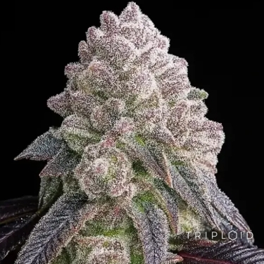 Tropical Sherbberry | Feminisiertes triploides Premium-Saatgut