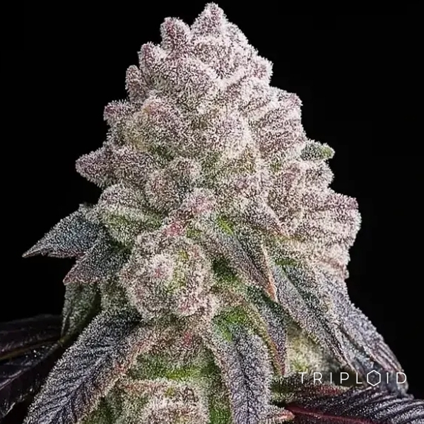 Tropical Sherbberry | Feminisiertes triploides Premium-Saatgut