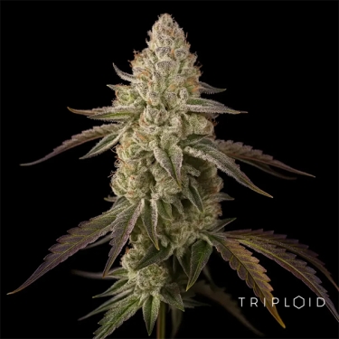 Banana Velvet OG Triploid | Feminisiertes Saatgut GB