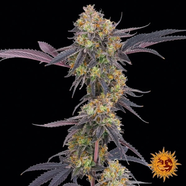 Tropicana Cherry – Sativa-dominanter Hybrid | GB The Green Brand