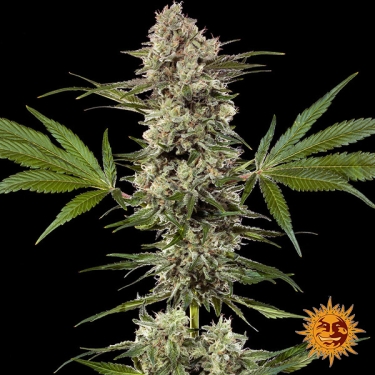 Banana Runtz F1 Hybrid – ganze Pflanze