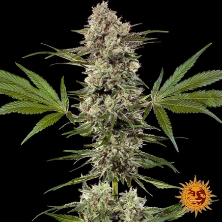 Banana Runtz F1 Hybrid – ganze Pflanze