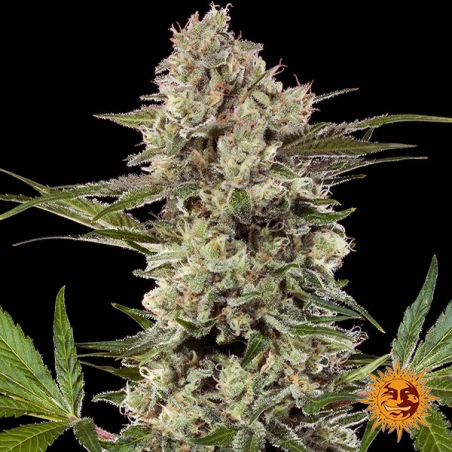 Banana Runtz F1 Hybrid – zentrale Blüte