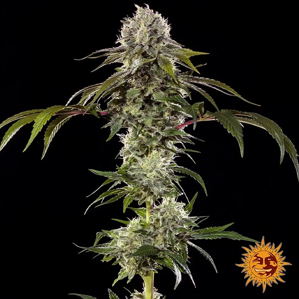 Durban Poison F1 Hybrid Pflanzenfoto