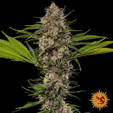 MAC 1 F1 Hybrid