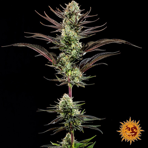 Thin Mint Frosting F1 Hybrid – ganze Pflanze