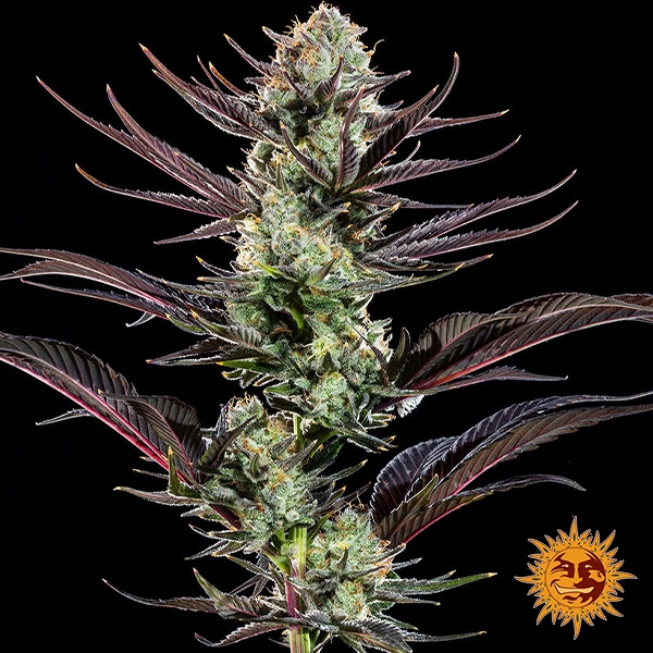 Thin Mint Frosting F1 Hybrid – zentrale Blüte