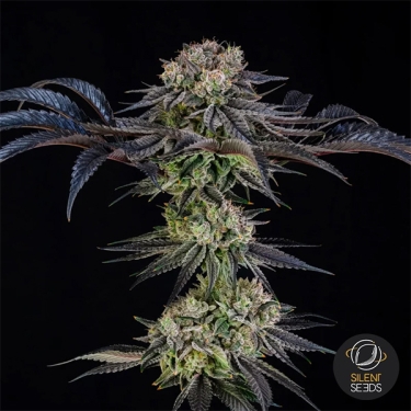 Julian Marley Special by Julian Marley ganze Pflanze