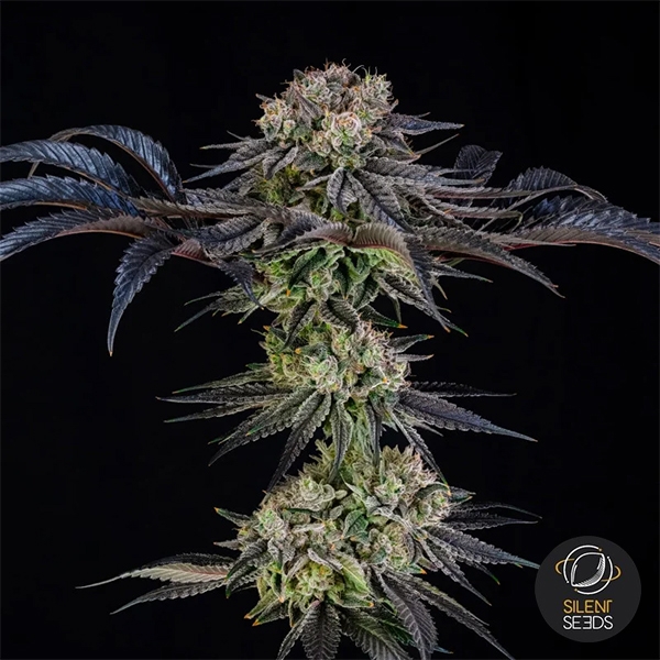 Sicht Julian Marley Special by Julian Marley ganze Pflanze