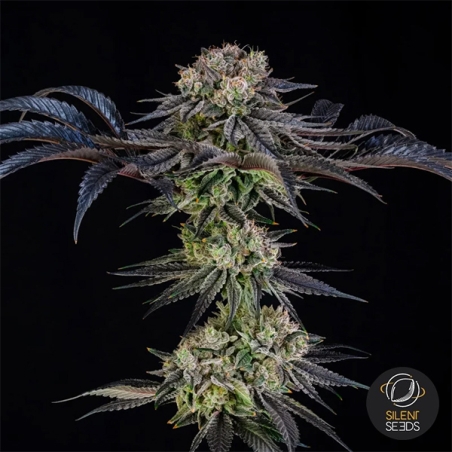 Julian Marley Special by Julian Marley ganze Pflanze