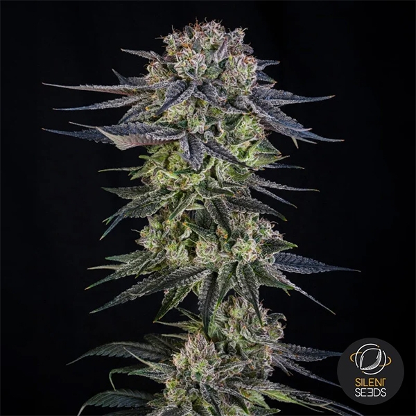 Julian Marley Special by Julian Marley Hauptblüte