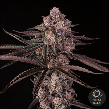 Jamaican Sunset von Julian Marley | GB
