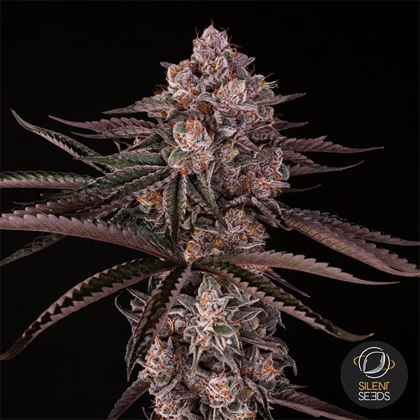 Jamaican Sunset von Julian Marley | GB
