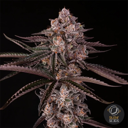 Jamaican Sunset von Julian Marley | GB