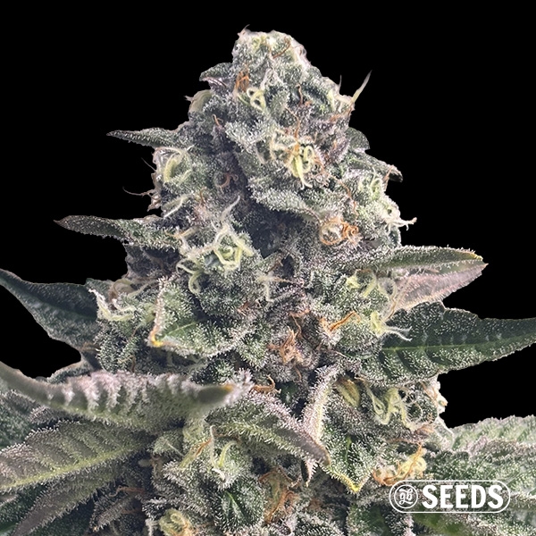 Sicht Banana Kush Regular