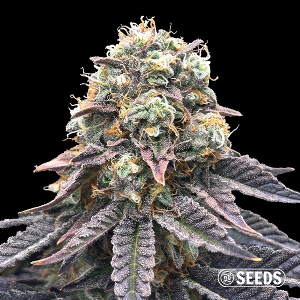 Sicht Mimosa Regular